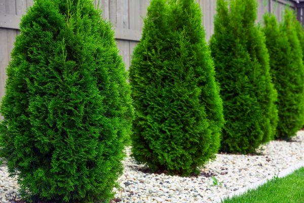 Arborvitae Planting in Niagara Falls