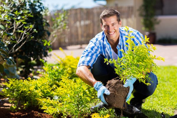 Bush Planting Service in Niagara Falls