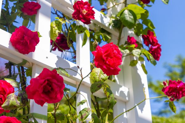 Home Gardening Service in Niagara Falls