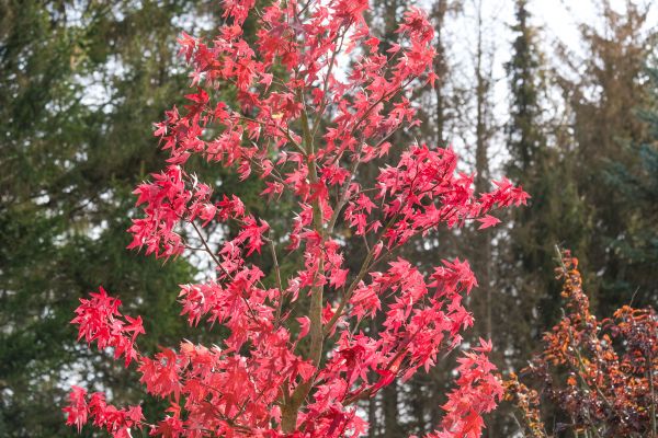 Japanese Maple Planting in Niagara Falls