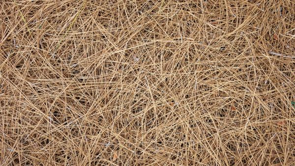 Pine Needles Delivery in Niagara Falls