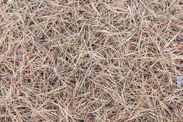 Pine Straw Installation in Niagara Falls