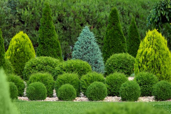 Shrub Replacement in Niagara Falls