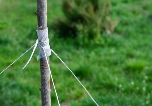 Tree Staking Service in Niagara Falls