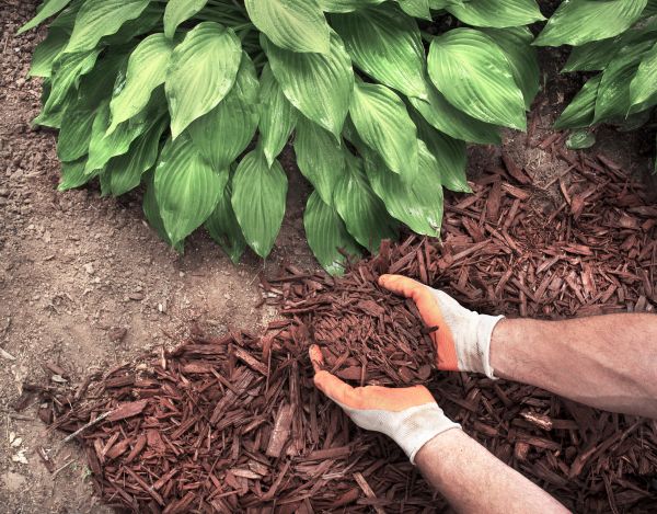 Shredded Mulch Service in Niagara Falls