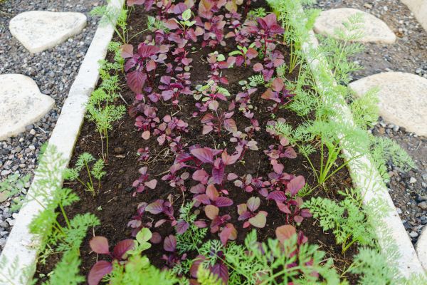 Edging Installation in Niagara Falls