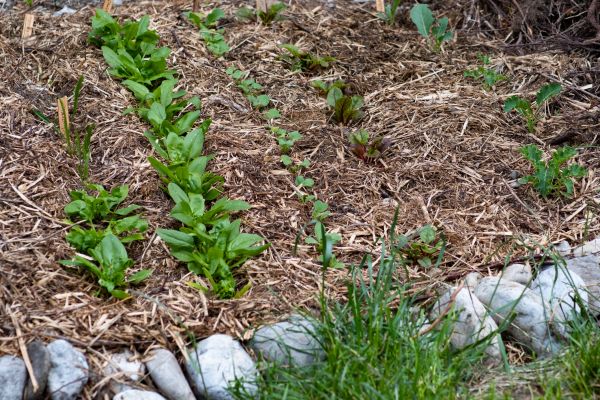 Mulch Service in Niagara Falls