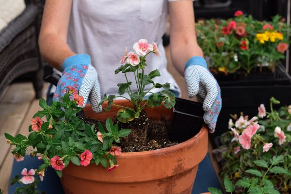 Plant Care Service in Niagara Falls