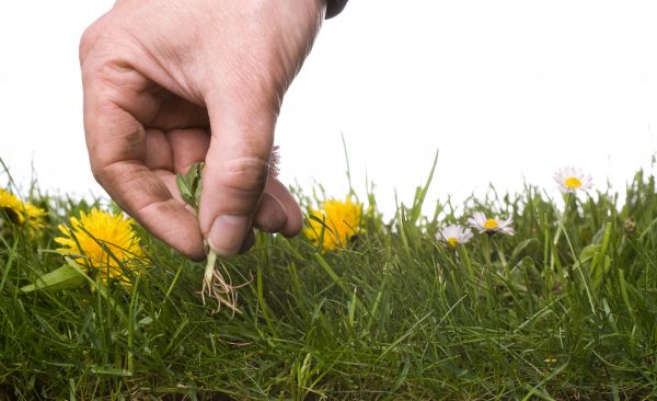 Lawn Weeding in Niagara Falls