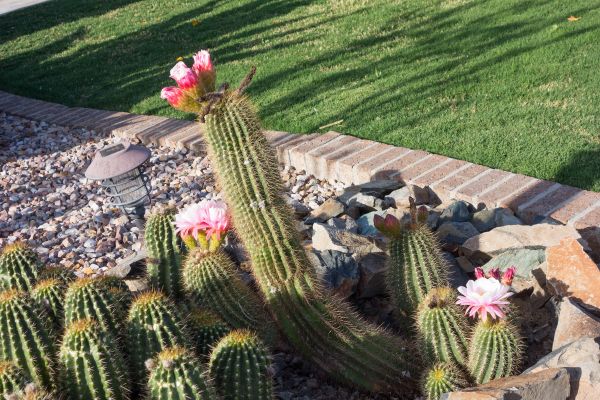 Desert Landscaping in Niagara Falls