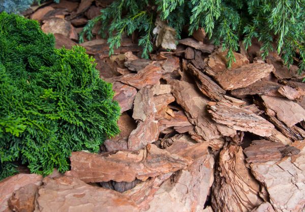 Pine Bark Installation in Niagara Falls