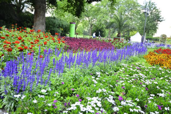 Perennials Planting in Niagara Falls