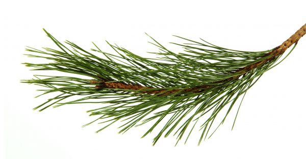 Pine Needles Installation in Niagara Falls