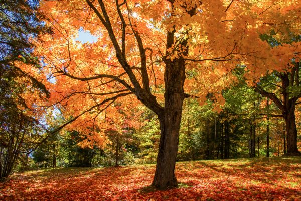 Maple Tree Planting in Niagara Falls
