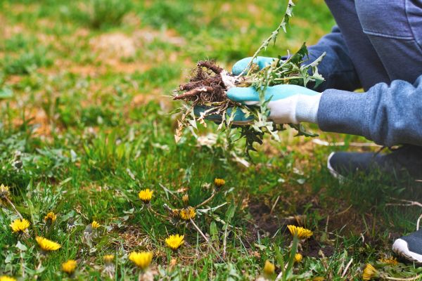 Flower Bed Clearing in Niagara Falls