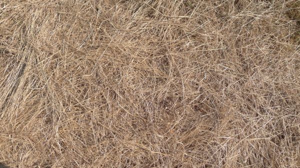 Pine Straw Replacement in Niagara Falls