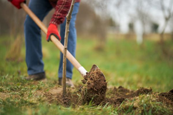 Trees Planting in Niagara Falls