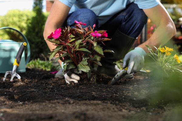 Plant Replacement in Niagara Falls