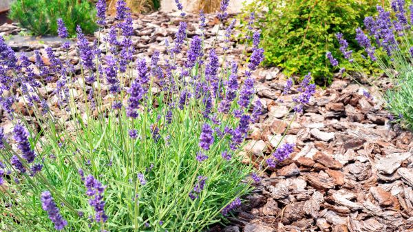 Pine Bark Landscaping in Niagara Falls