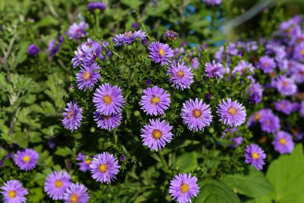 Perennial Flower Planting in Niagara Falls