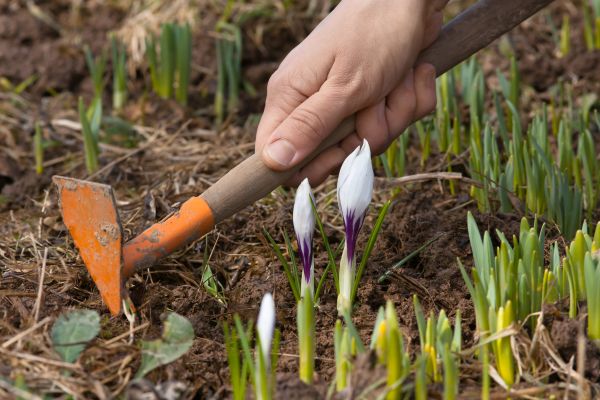 Flower Garden Weeding in Niagara Falls
