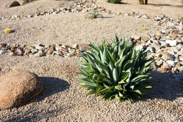 Xeriscaping Service in Niagara Falls