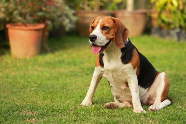 Dog Friendly Landscaping in Niagara Falls
