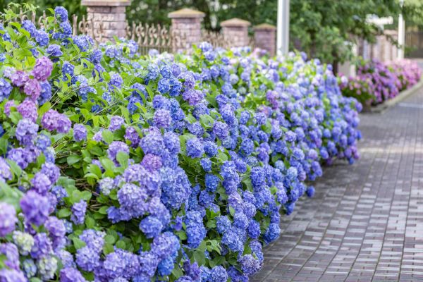 Hydrangea Landscaping in Niagara Falls