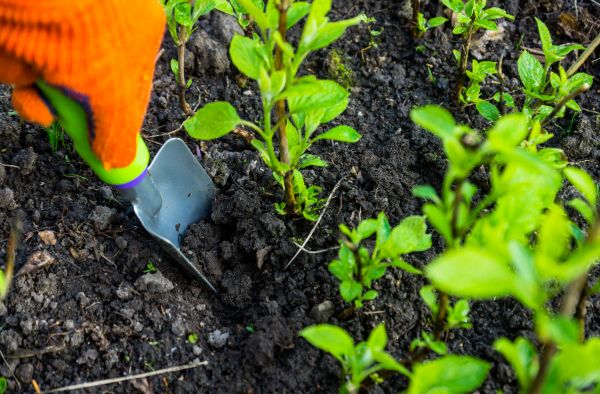 Hydrangea Planting in Niagara Falls