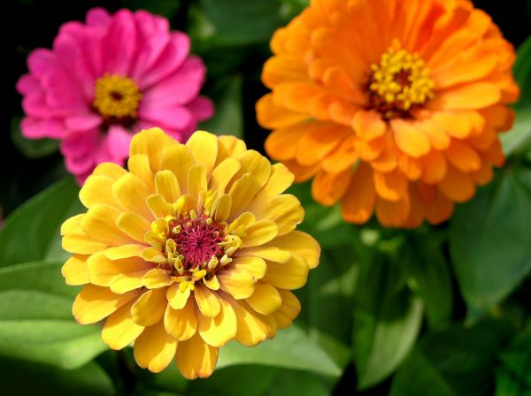 Zinnia Planting in Niagara Falls