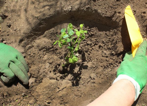 Rose Bush Planting in Niagara Falls