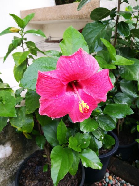 Hibiscus Planting in Niagara Falls