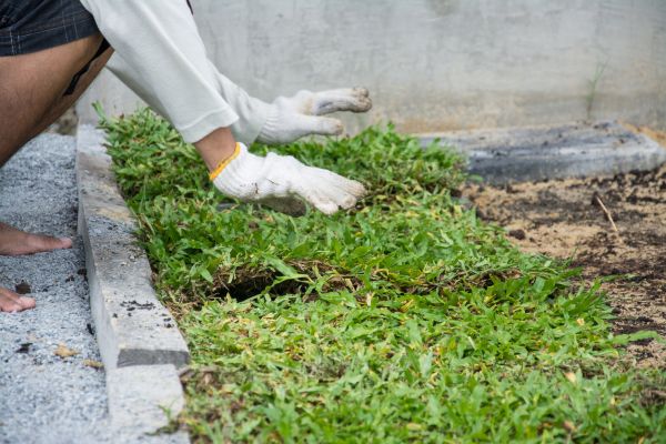 Ground Cover Planting in Niagara Falls