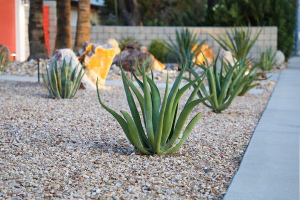 Drought Resistant Landscaping in Niagara Falls
