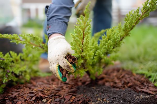 Church Mulching in Niagara Falls