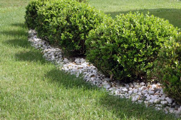 Boxwood Planting in Niagara Falls